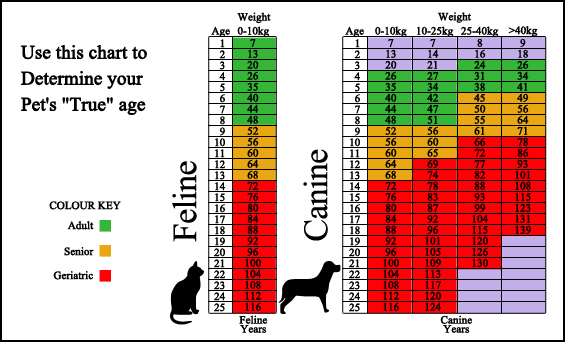 Delmont Veterinary Hospital - Surveillance Screening