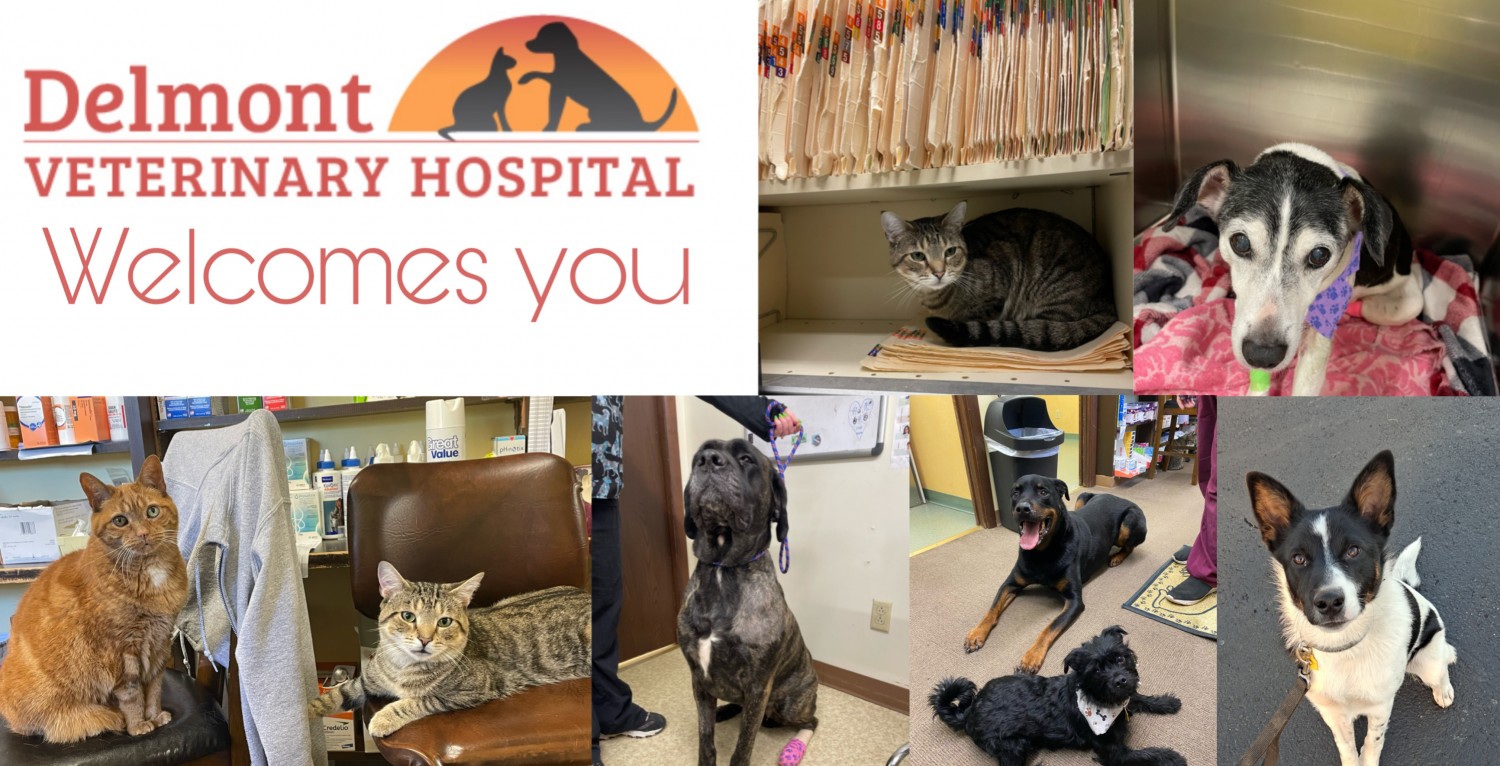 Delmont Veterinary Hospital  Header Logo